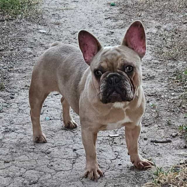 Wanda - French Bulldog Female