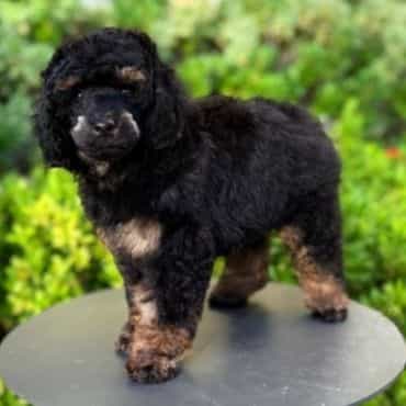Carlos - Toy Poodle Male