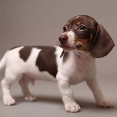 Darvin AKC Mini - Dachshund Male