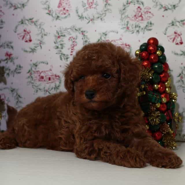 Cosmo Cherry Re - Toy Poodle Male