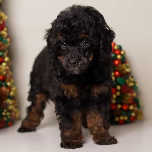 Mateo - Toy Poodle Male
