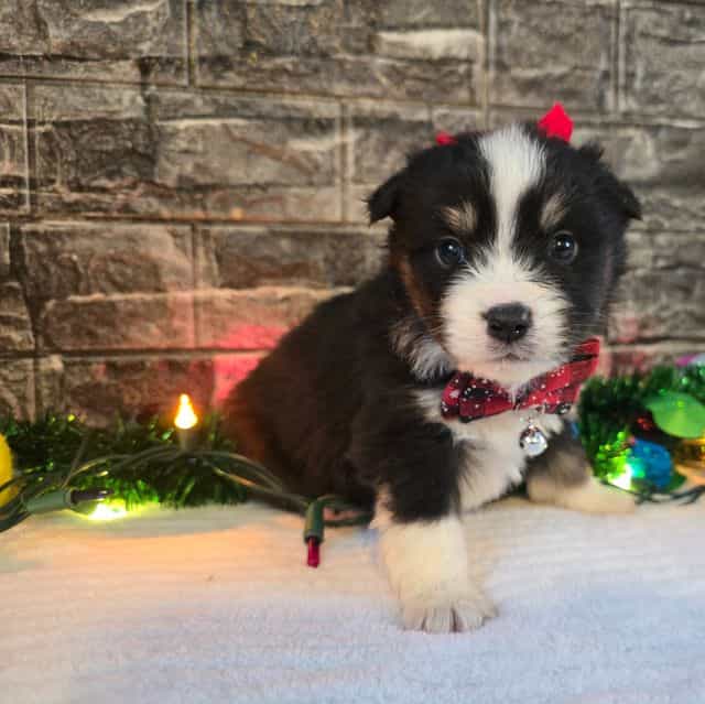 Rocky - Australian Shepherd Male