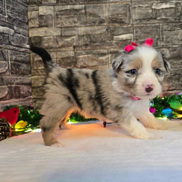 Princess  - Australian Shepherd Female