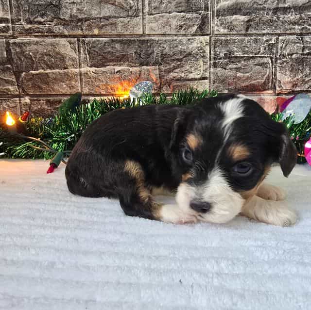 Prince  - Aussalier Male