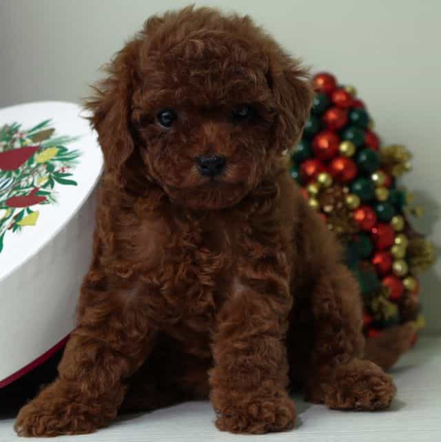 Luna Cherry Red - Toy Poodle Female