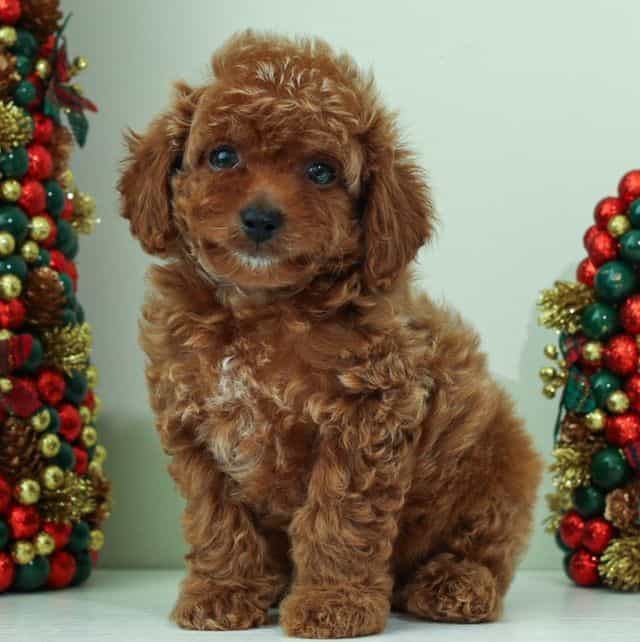 Nova Apricot te - Toy Poodle Male