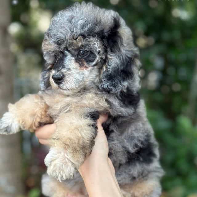 Luna Merle Toy- - Toy Poodle Female