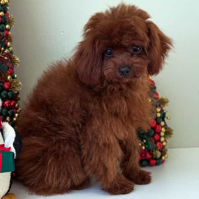 Kelly Cherry re - Toy Poodle Female