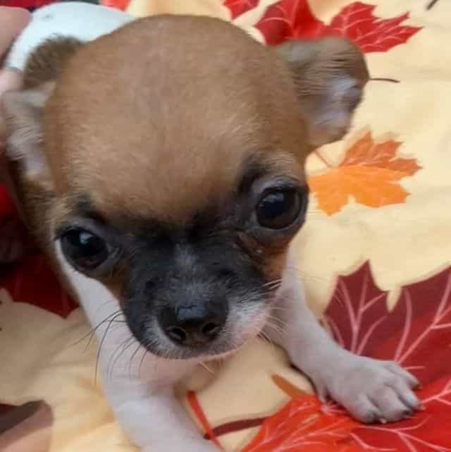 Cupid - Chihuahua Male