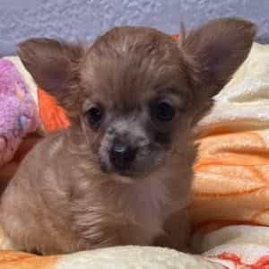 Gia - Chihuahua Female