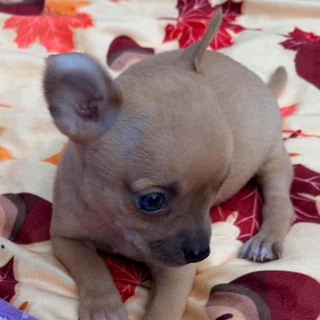 Buddy - Chihuahua Male