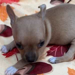 Megan - Chihuahua Female