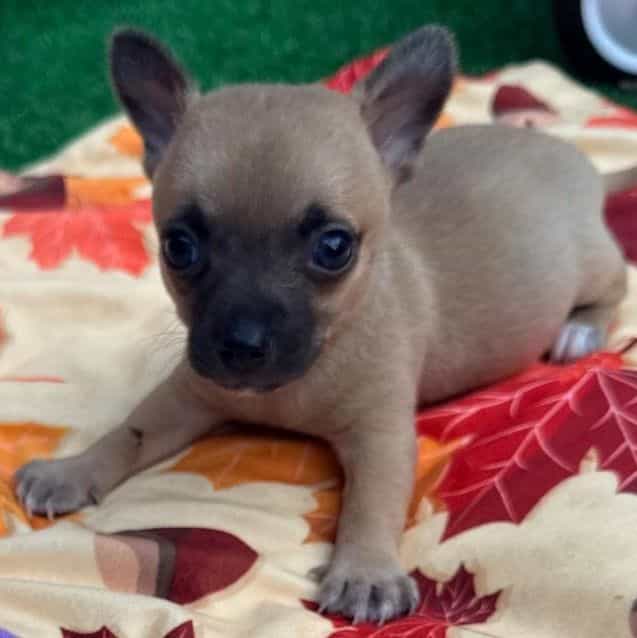 Macho - Chihuahua Male