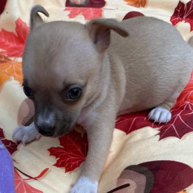 Merlin - Chihuahua Male