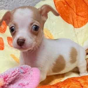 Stella - Chihuahua Female