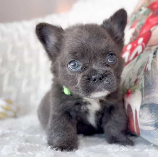 Cupid - French Bulldog Male