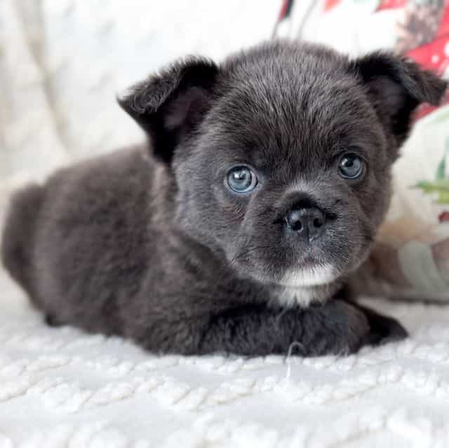 Dancer - French Bulldog Female