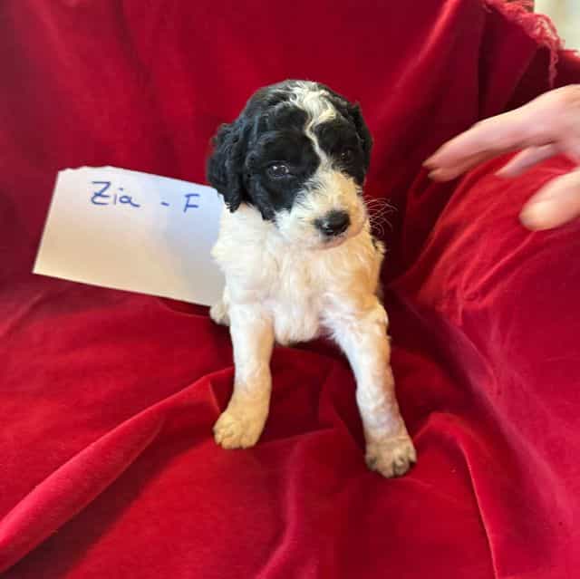 Zia - Labradoodle Female