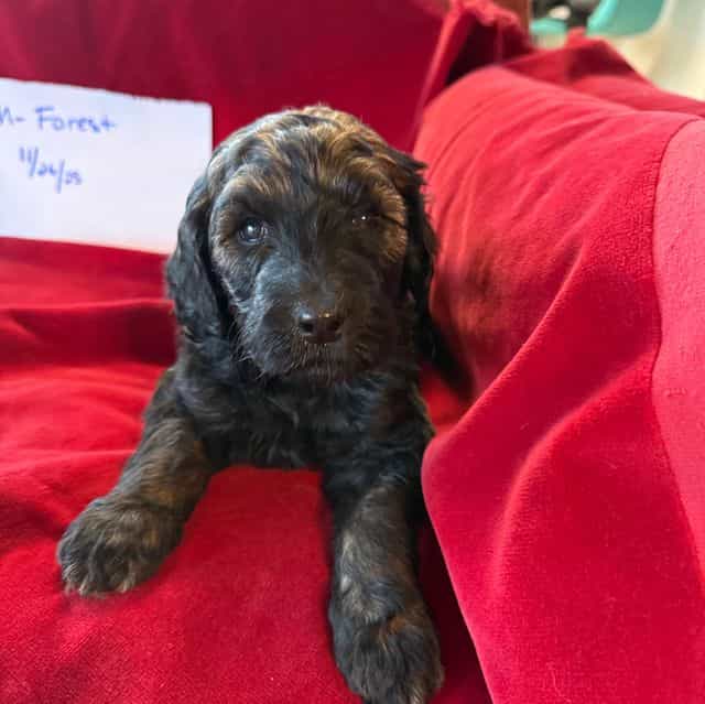 Forest - Labradoodle Male