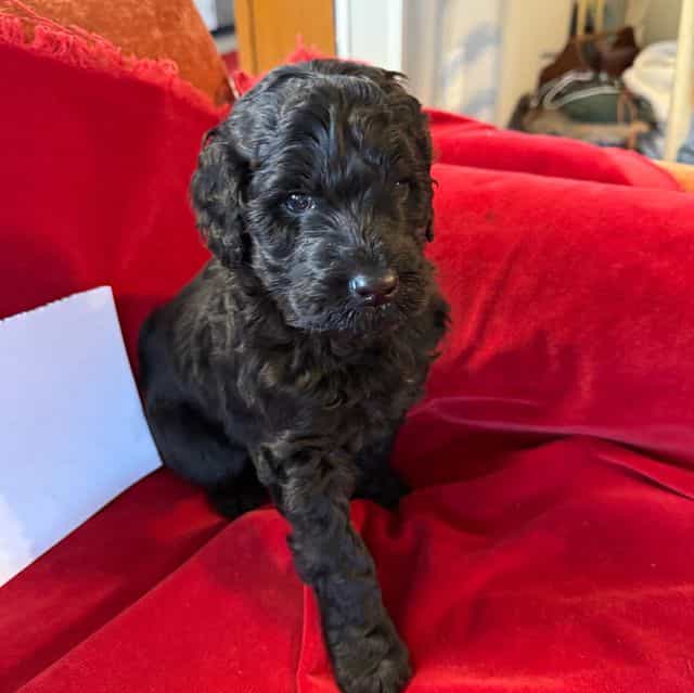 Lake - Labradoodle Male