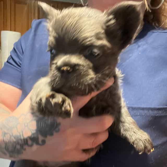 Fluffy Fifi - French Bulldog Female