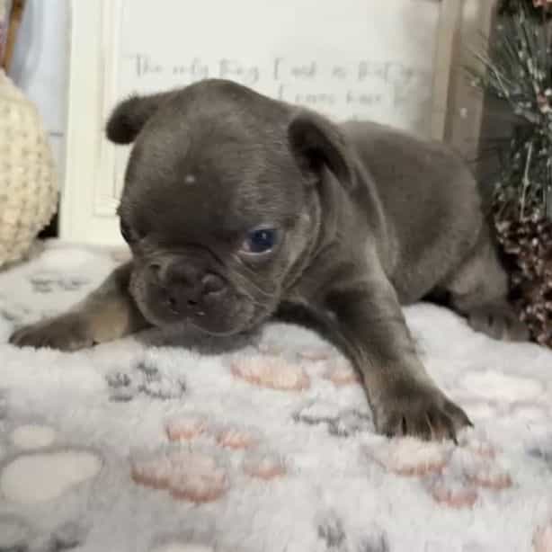Blue collar  - French Bulldog Male