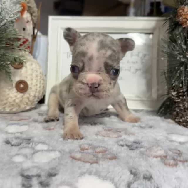 Purple Collar - French Bulldog Female
