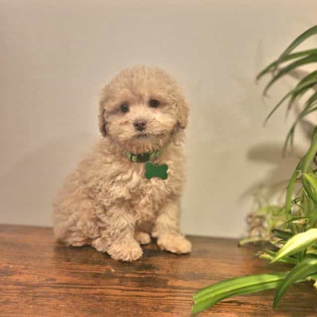 Knox (Mini) - Toy Poodle Male