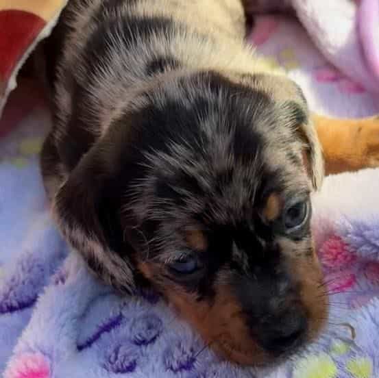 Polly - Dachshund Male