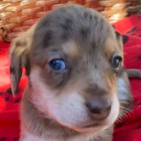 Pixie - Dachshund Female