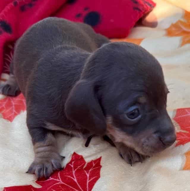 Gina - Dachshund Female