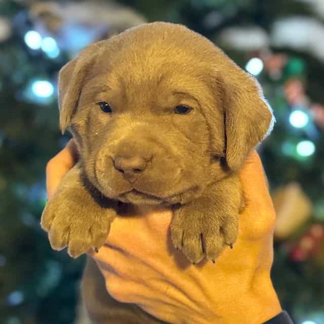 Nova - Labrador Retriever Female