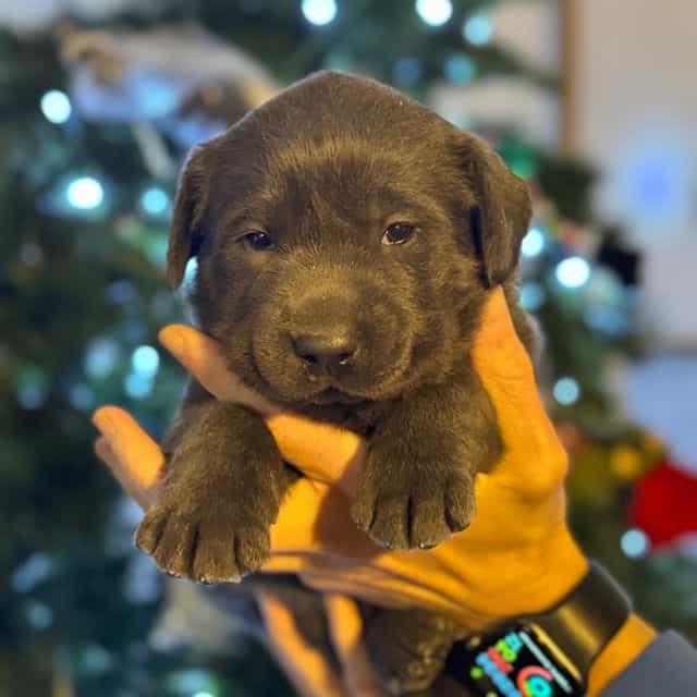 Stella - Labrador Retriever Female