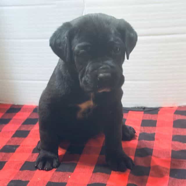 Sasha - Cane Corso Female