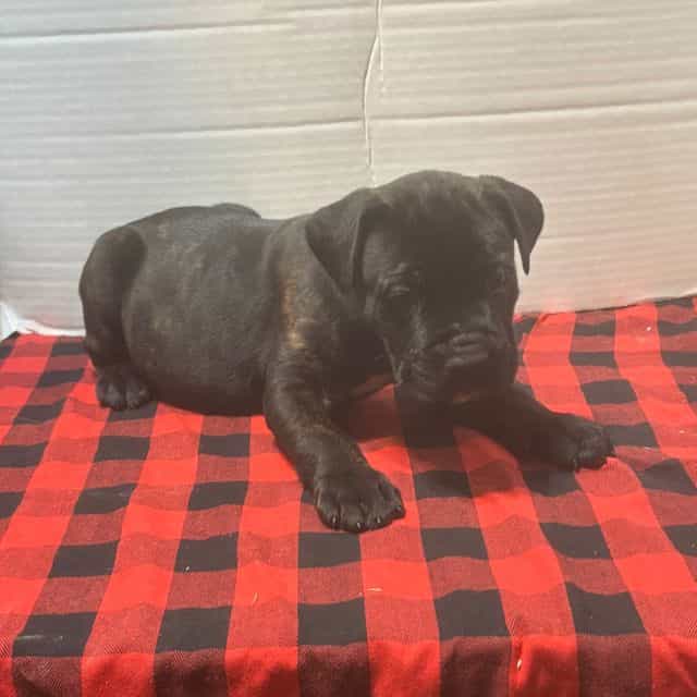 Prince - Cane Corso Male