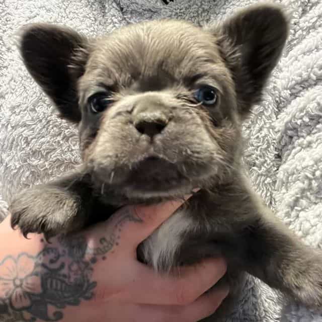 Fluffy Faye - French Bulldog Female