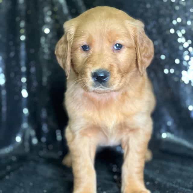 Julia - Golden Retriever Female