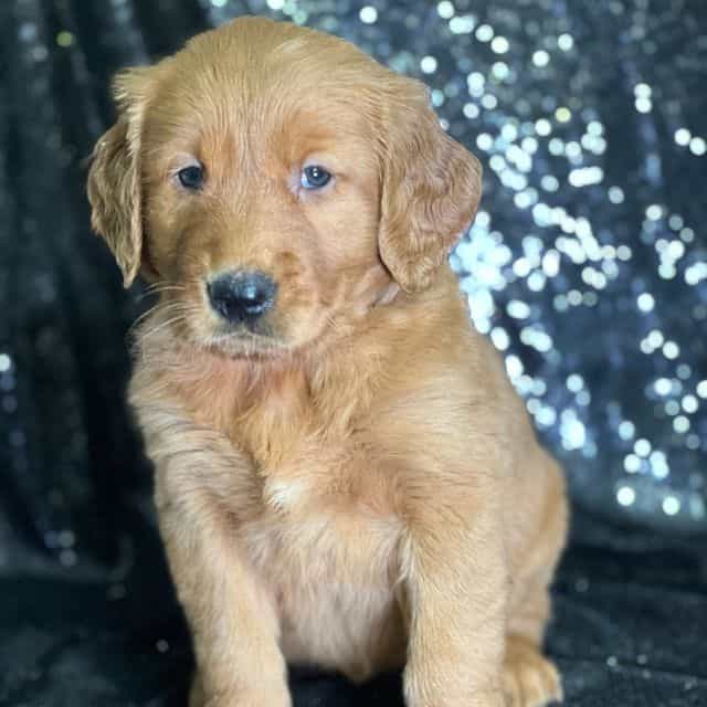 Jane - Golden Retriever Female