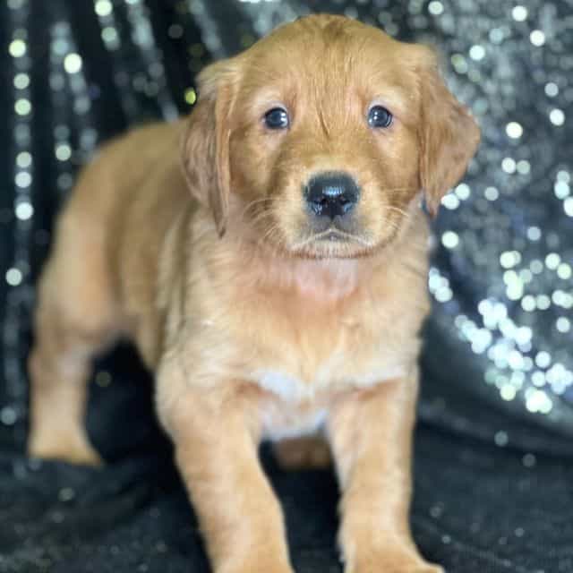 Jerry - Golden Retriever Male