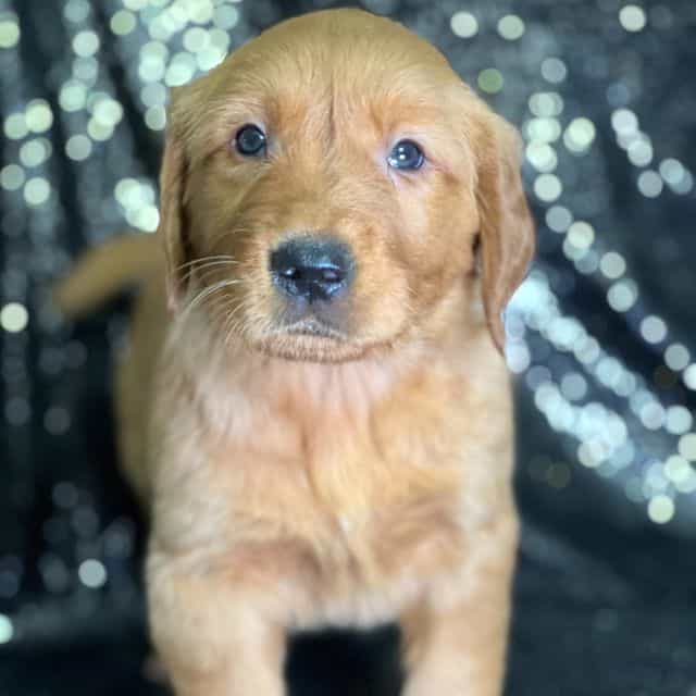 Jack - Golden Retriever Male