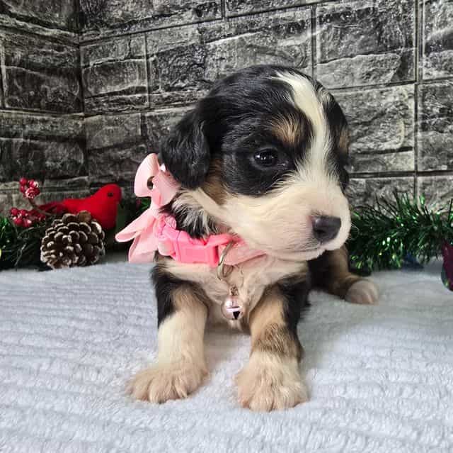 Stella - Aussalier Female