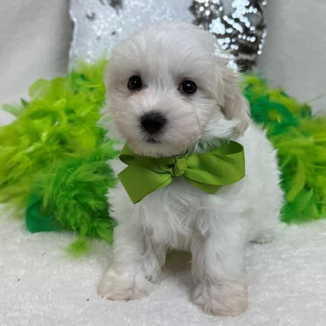 Daisy Green Boy - Maltipoo Male