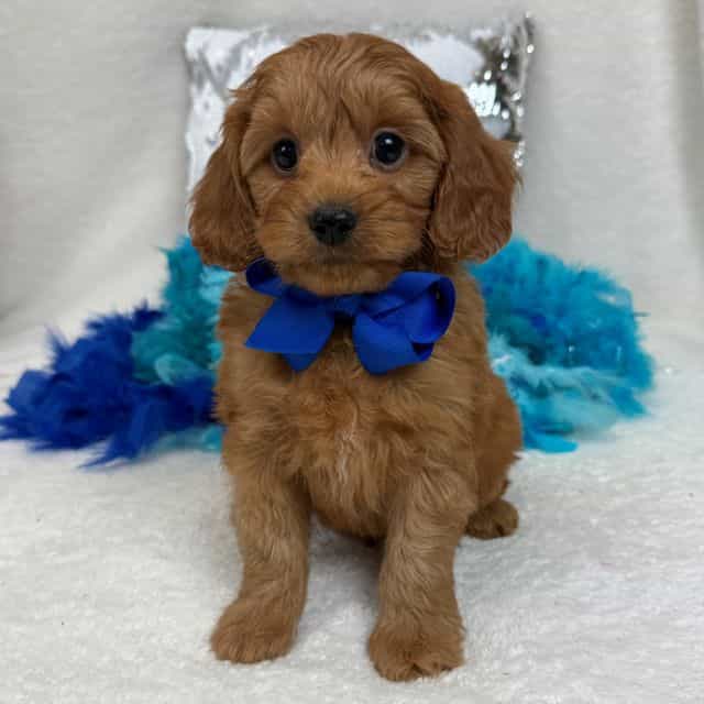 Jessie's Blue B - Cavapoo Male