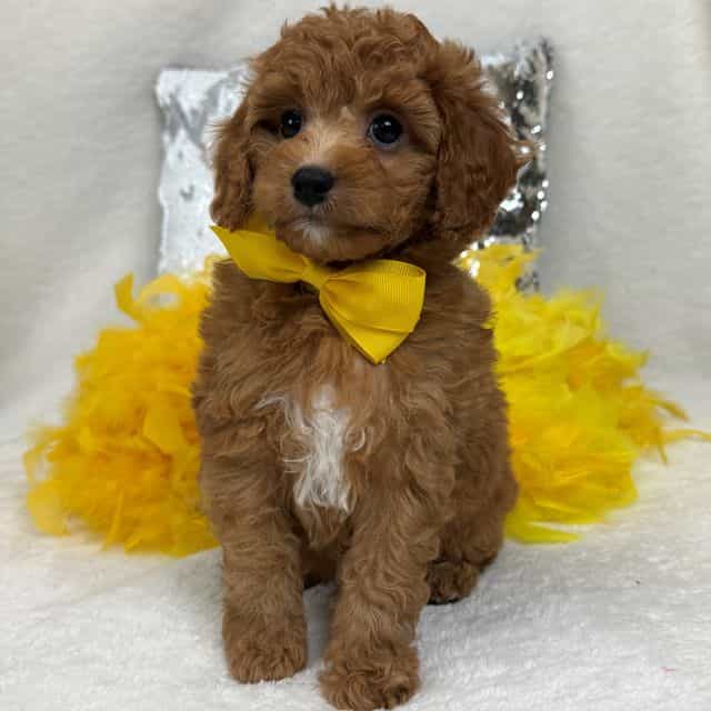 Jessie Yellow B - Cavapoo Male