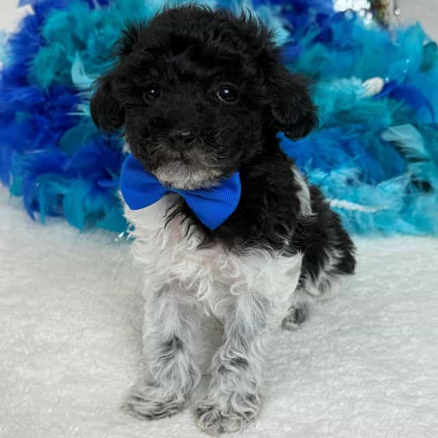 Cici Blue Boy - Toy Poodle Male