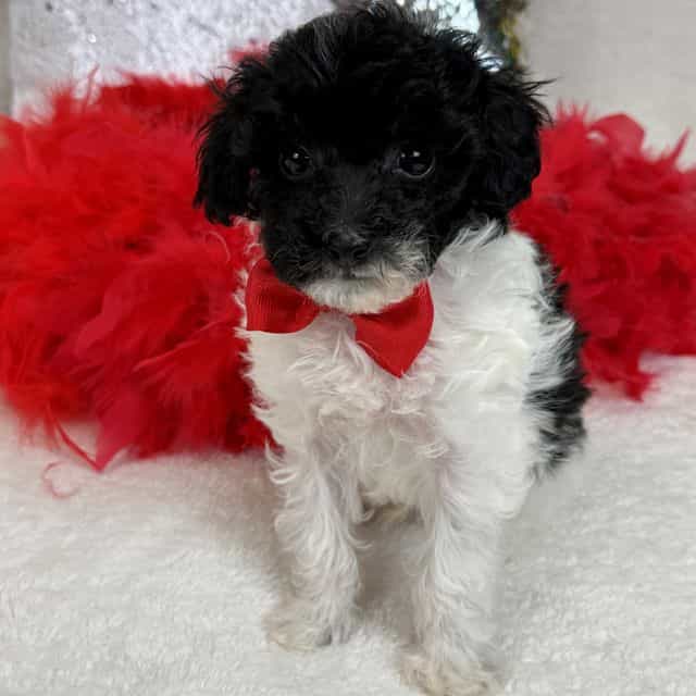 Cici Red Boy - Toy Poodle Male