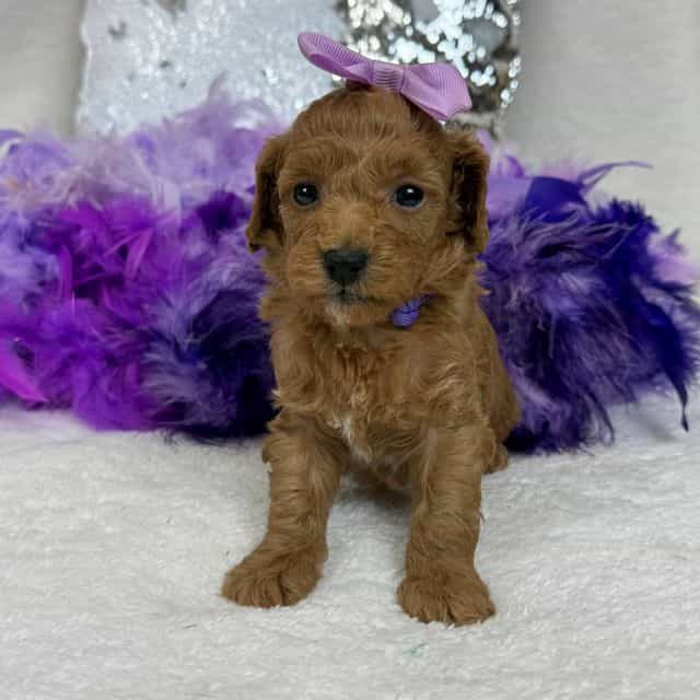 Braley Purple G - Goldendoodle Female