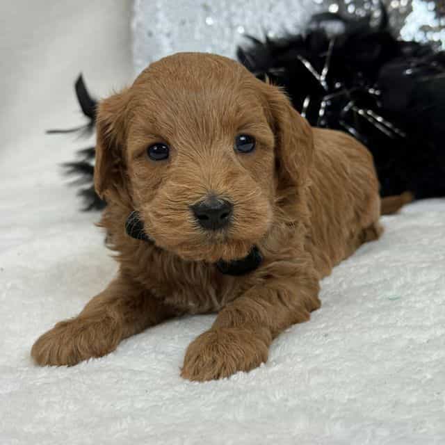 Braley Black Bo - Goldendoodle Male