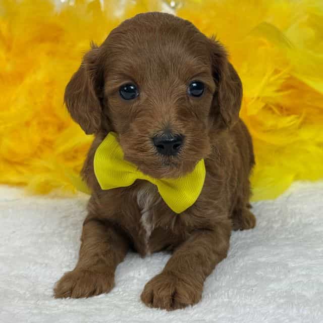 Braley Yellow B - Goldendoodle Male