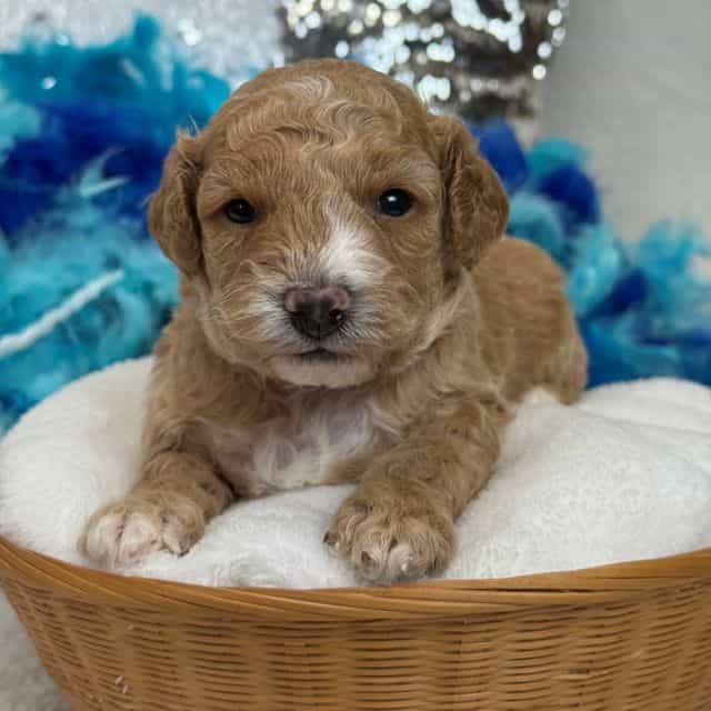 Molly Blue Boy - Goldendoodle Male
